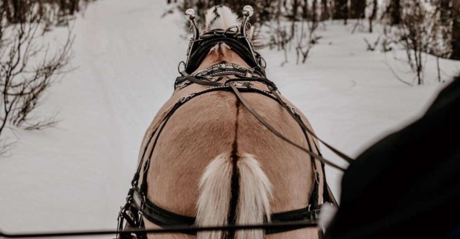 sleigh ride and dining experience - Authenticity and Review Insights