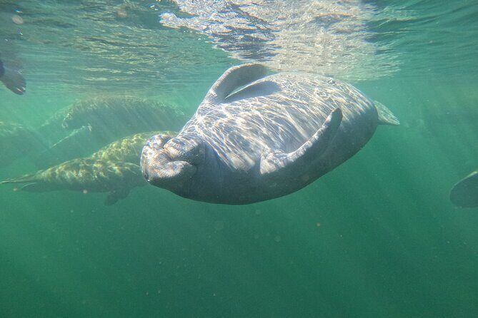 Small Group 6 Passenger Manatee Swim - The Practical Aspects: Timing, Location, and Booking