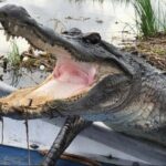Small-Group Airboat Swamp Tour with Downtown New Orleans Pickup - The Sum Up