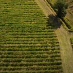 Small group Brunello di Montalcino Wine Tour from Siena - Is It Worth the Price?