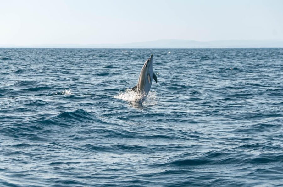 (Small Group) Dolphin & Marine Wildlife Watching Tour - The Value of the Experience
