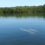 Small Group Florida Keys Eco Tour by Boat - Who Is This Tour Best For?