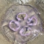 Small group full day island tour to Texel from Amsterdam - Who Is This Tour Best Suited For?