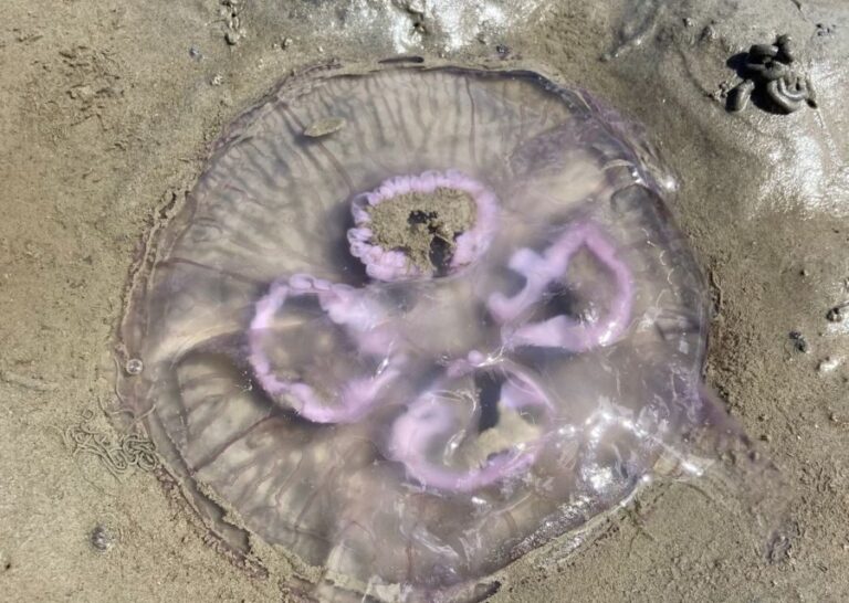 Small group full day island tour to Texel from Amsterdam - Who Is This Tour Best Suited For?