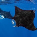 Small Group, Kona Manta Ray Snorkel Adventure! - FAQs