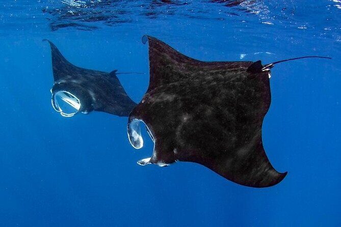 Small Group, Kona Manta Ray Snorkel Adventure! - FAQs