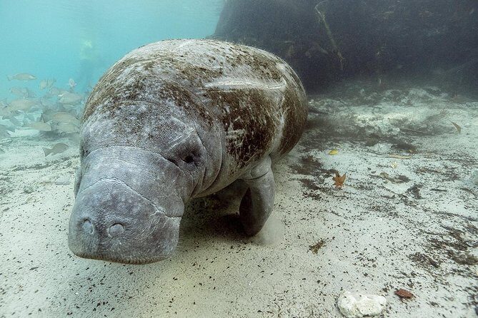 Small group Manatee Tour with In-Water Divemaster/Photographer - Why People Love This Tour