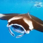 Small-Group Manta Ray Night Snorkel from Kona - What the Tour Includes and What You Should Bring