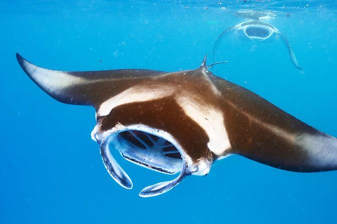 Small-Group Manta Ray Night Snorkel from Kona - What the Tour Includes and What You Should Bring