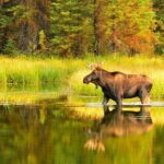 Small-Group Moose Wild Safari from Rovaniemi - Practical Tips for Booking