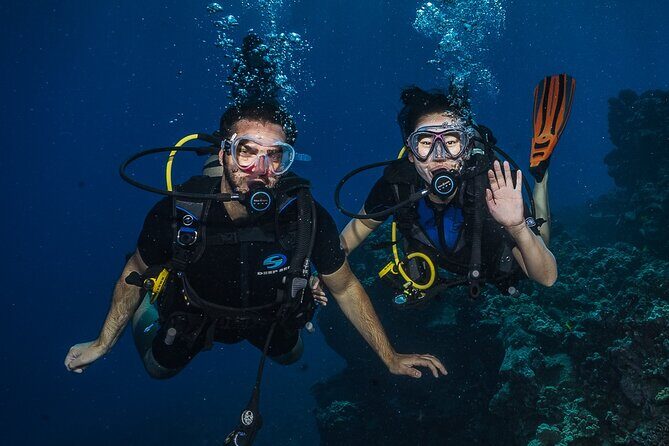 Small-Group Shark and Turtle Dive for Certified Divers - Marine Life Encounters: What You Can Expect