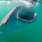 Small Group Snorkeling and Swim with Whale Sharks & Sea Lions in La Paz - The Practical Side: Transportation, Duration, and Pricing