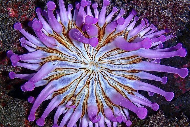 Small Group Snorkeling in Abades Bay with Licensed Guide - Frequently Asked Questions