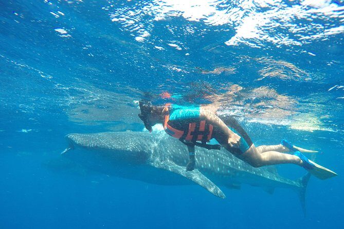 Small Group Whale Shark Encounter - 10 years in business - Frequently Asked Questions