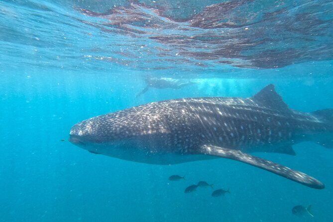 Small group whale shark experiences in La Paz - The Authenticity and Guide Experience