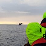 Small-group Whale Watching in the Midnight Sun from Reykjavík - The Experience: What You Can Expect