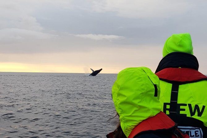 Small-group Whale Watching in the Midnight Sun from Reykjavík - The Experience: What You Can Expect