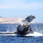 Small-Group Whale Watching Zodiac Boat Cruise in Cabo San Lucas - Considerations and Downsides