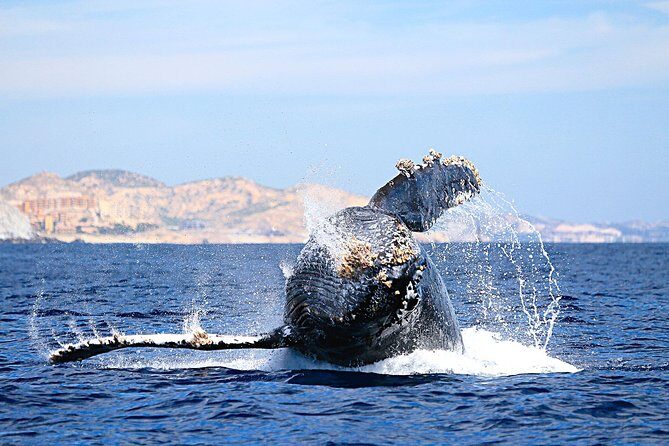 Small-Group Whale Watching Zodiac Boat Cruise in Cabo San Lucas - Considerations and Downsides