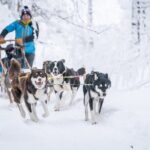 Small Group Wilderness Husky Sledding 2h from Tromsø (car needed) - What Makes This Tour Stand Out?
