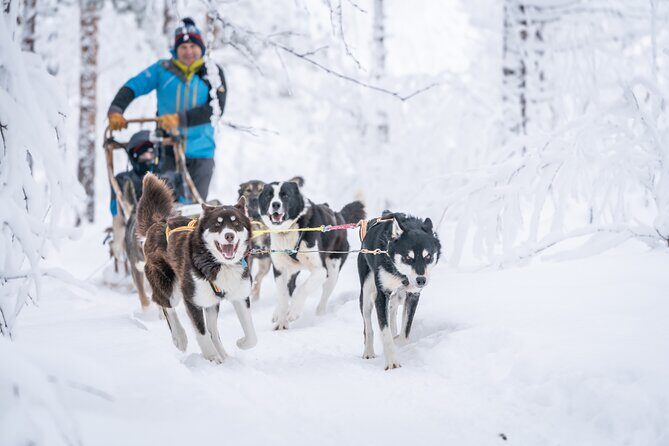 Small Group Wilderness Husky Sledding 2h from Tromsø (car needed) - What Makes This Tour Stand Out?