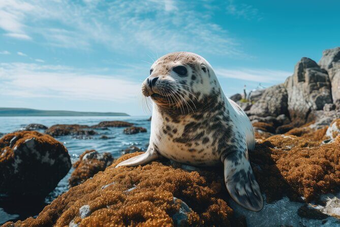 Snæfellsnes Peninsula Private Tour with a Local - The Full Scoop on the Snæfellsnes Peninsula Private Tour