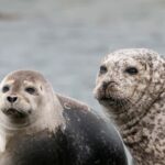 Snæfellsnes Peninsula Tour: Seals & Coastal Highlights - Why This Tour Stands Out