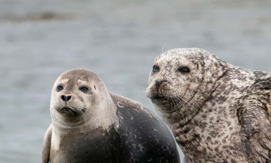 Snæfellsnes Peninsula Tour: Seals & Coastal Highlights - Why This Tour Stands Out
