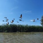 Snagov Monastery, Ceauescu Mansion, & Village Museum - 6h - Practical Considerations and Value