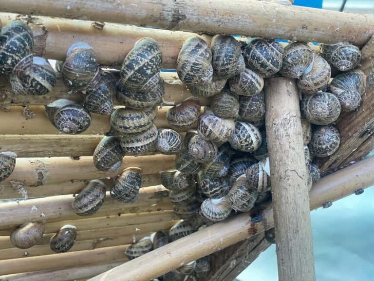 Snail and olive farm tour with table olives & homemade sweet - An In-Depth Look at the Experience