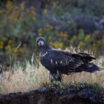 Snake River Scenic Float with Chairs - Key Points