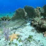 Snorkel along the coast, explore two reefs by Chivis del Mar - The Itinerary in Detail