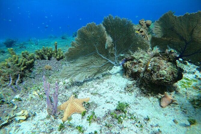 Snorkel along the coast, explore two reefs by Chivis del Mar - The Itinerary in Detail