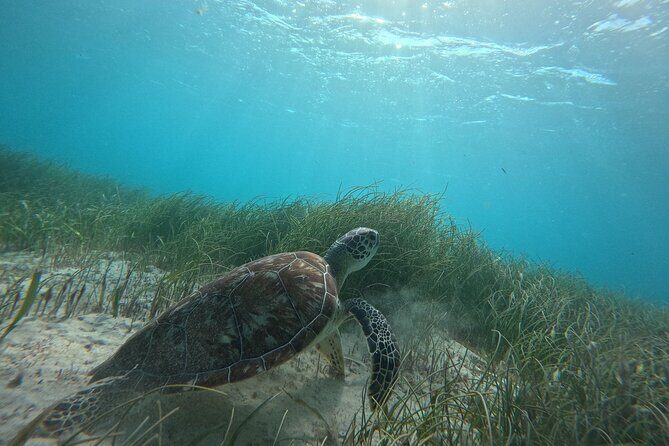 Snorkel at the Reef 2 HOURS Puerto Morelos National park - The Group Size and Atmosphere
