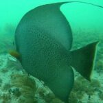 Snorkel in the Costa Maya Reef and Rest on the Beach - Who Is This Tour Best For?