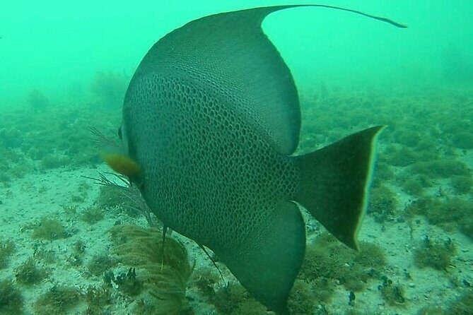 Snorkel in the Costa Maya Reef and Rest on the Beach - Who Is This Tour Best For?