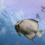 Snorkel Tour at Musa and Manchones Reef - The Realities and Considerations