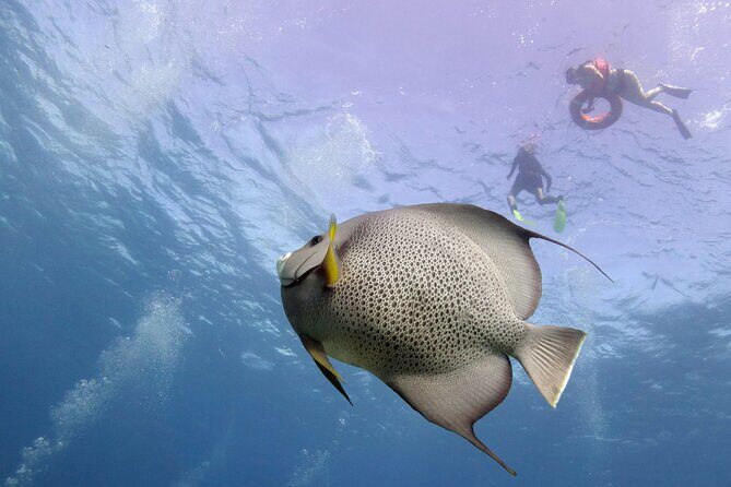 Snorkel Tour at Musa and Manchones Reef - The Realities and Considerations