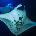 Snorkel With Giant Manta Rays In Kailua Kona - Sightings and Success Rate