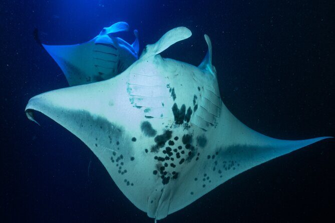 Snorkel With Giant Manta Rays In Kailua Kona - Sightings and Success Rate