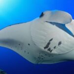 Snorkel with Manta Rays Guaranteed - A Detailed Look at the Tour Experience