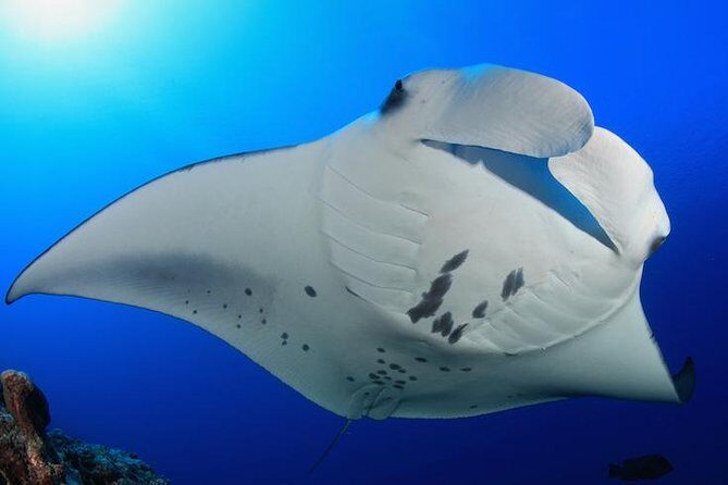 Snorkel with Manta Rays Guaranteed - A Detailed Look at the Tour Experience