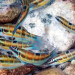 Snorkeling at Isola Bella Marine Park Taormina - The Practical Side: What You Should Know