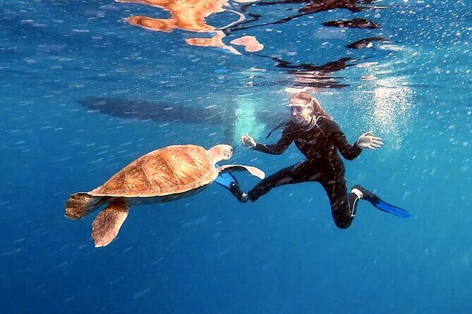 Snorkeling excursion in the Rayas and Turtles Zone - Price and Value