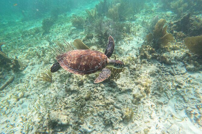 Snorkeling Guided Activity in Puerto Morelos Mexico - How the Itinerary Breaks Down
