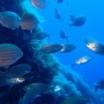 Snorkeling guided tours for tha all family! - Equipment and Inclusions: What You Get for $53