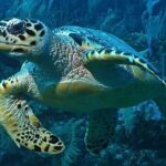 Snorkeling in Puerto Morelos - The Value: Price and Overall Offer