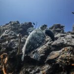 Snorkeling in San Jose del Cabo - Who Should Consider This Tour?