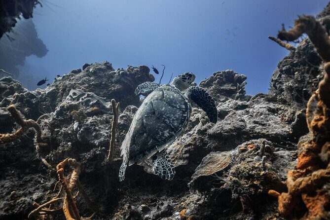 Snorkeling in San Jose del Cabo - Who Should Consider This Tour?