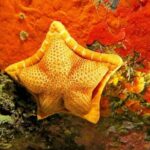 Snorkeling in the Marine Protected Area of Capo Carbonara - What You Can Expect During the Tour